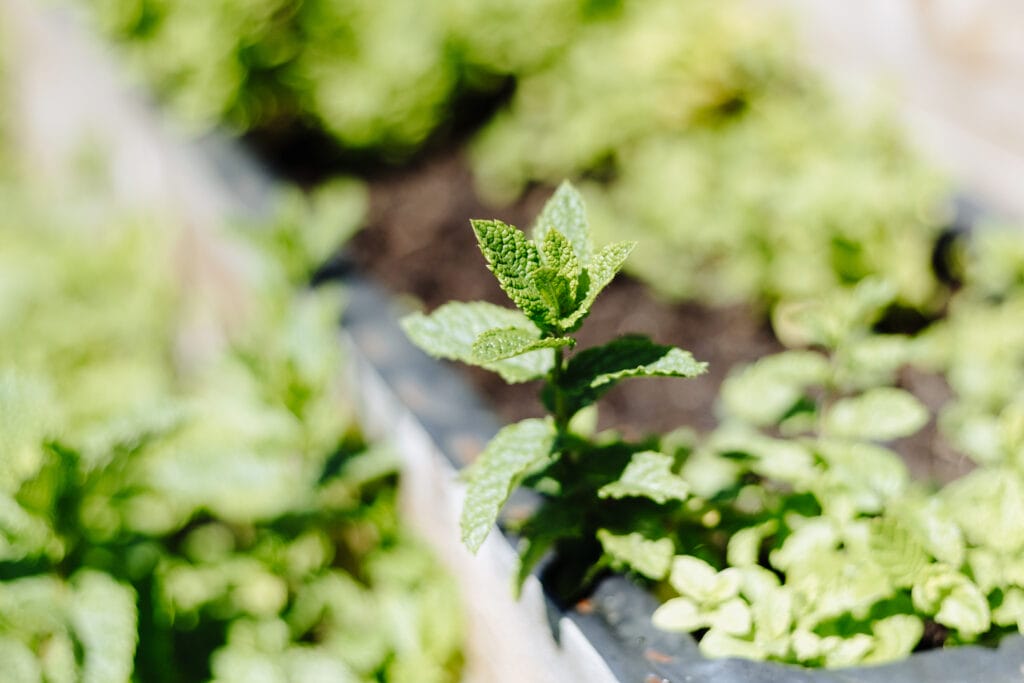 Sustainability